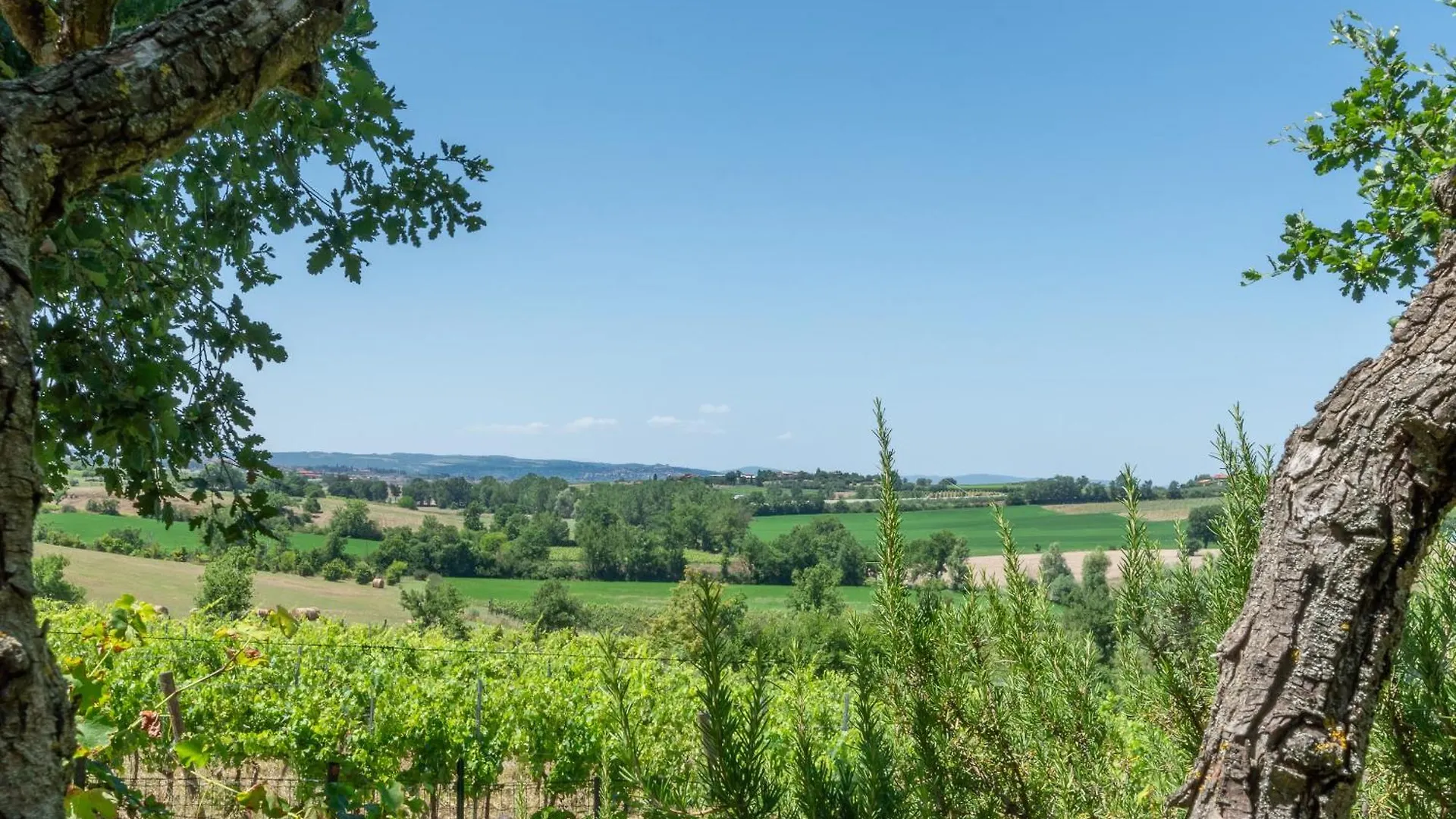 Villa Sangiovese Con Ampio Giardino アッバディーア・ディ・モンテプルチャーノ ロッジ